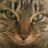 あみ profil fotoğrafı