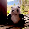 Pandi Pando profil fotoğrafı