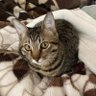 みあ🐈⬛🥞 的头像