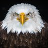 TRUMP1 的头像