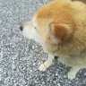 名無しののぶ 的头像