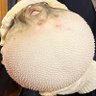 まなきゅん profil fotoğrafı
