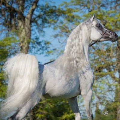 2jjad's profile picture