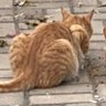 王王王 profil fotoğrafı