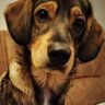 zbig🐶niew🎶🎹🇵🇱🇪🇺 的头像