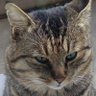 のらじろー profil fotoğrafı