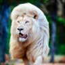 Фото профиля ليث الصحافة