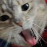 cat fancy magazine 🐈⬛'s profile picture