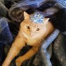 Ali's human's profile picture