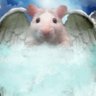 Monkey's profile picture