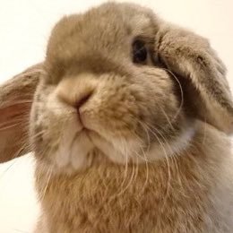 たれみみちゃんねる【うさぎ部屋】's profile picture