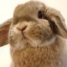たれみみちゃんねる【うさぎ部屋】 profil fotoğrafı