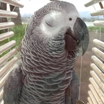 さわこ's profile picture