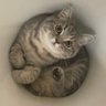 いわし先生 的头像