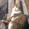 Διαβάτης Κώστας's profile picture