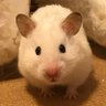 Profilbild von hamuhamu