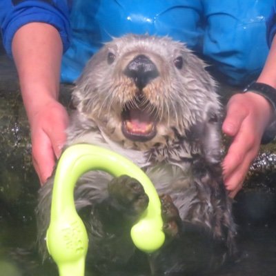 Japan_SeaOtter's profile picture