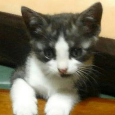 cj_sawada's profile picture