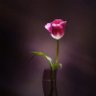 sendrella profil fotoğrafı