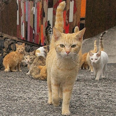 ︎山本 正義 (Masayoshi Yamamoto)立ち猫®︎'s profile picture