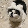 Фото профиля ちーちゃんとハムさん(DMはやめてね)