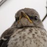 Dame Angry Sparrow profil fotoğrafı