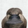 www.twitch.tv/Ornintorick's profile picture