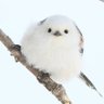 Фото профиля pika
