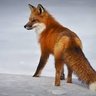 Ruvisûr profil fotoğrafı