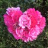 Catherine's profile picture