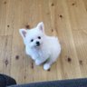 豆太's profile picture