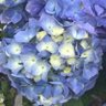 Cumulo Limbus 🕊🐢's profile picture