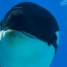Profilbild von Shamu ๐