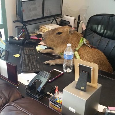 Capybaras's profile picture