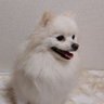 動物の味方 的头像