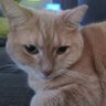 Charles U. Farley's profile picture