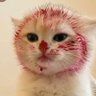 Фото профиля miawmiaw
