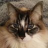 Cindy's profile picture