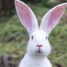 Profilbild von Erudite Raving Rabbit