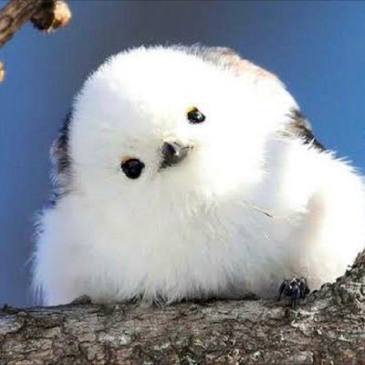 もふもふ大帝国🐤's profile picture