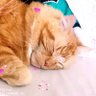 Profilbild von 🐈🐈🤗Coco & Max💝💕😇