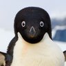 Mr. Ping 🐧 的头像