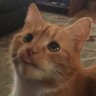 Profilbild von Parsley T Gingerbeast