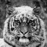 カザ〜 profil fotoğrafı