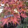 芳川ほうせん 的头像