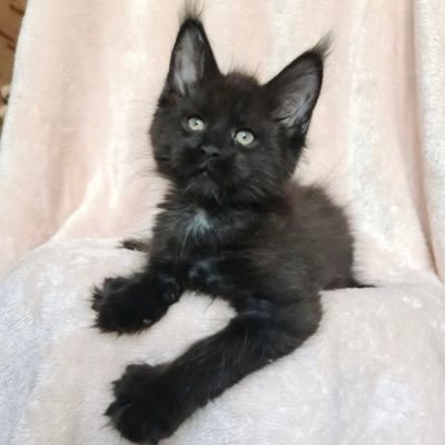 wicca phase springs eternal's profile picture
