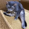 Alen🐱RS660's profile picture