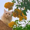 Profilbild von ابوفيصل