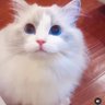 SHANAZ TAREEN's profile picture