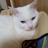 若山千恵子 profil fotoğrafı
